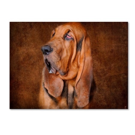 Jai Johnson 'Bloodhound Portrait' Canvas Art,18x24